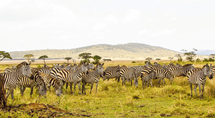 Rwanda Landscape