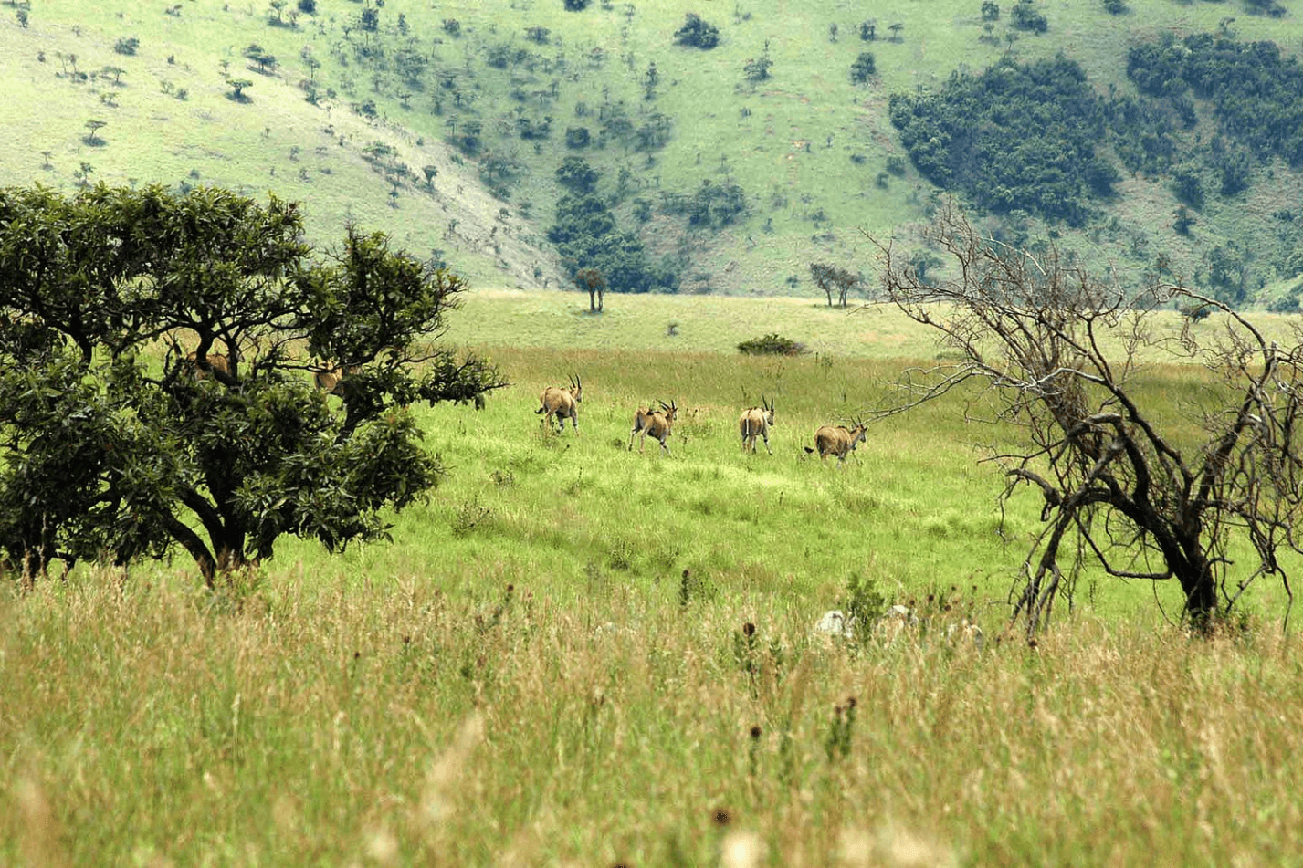 Rwanda Landscape