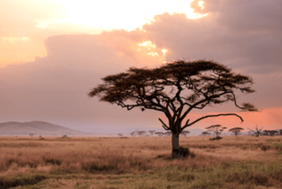 Rwanda Landscape