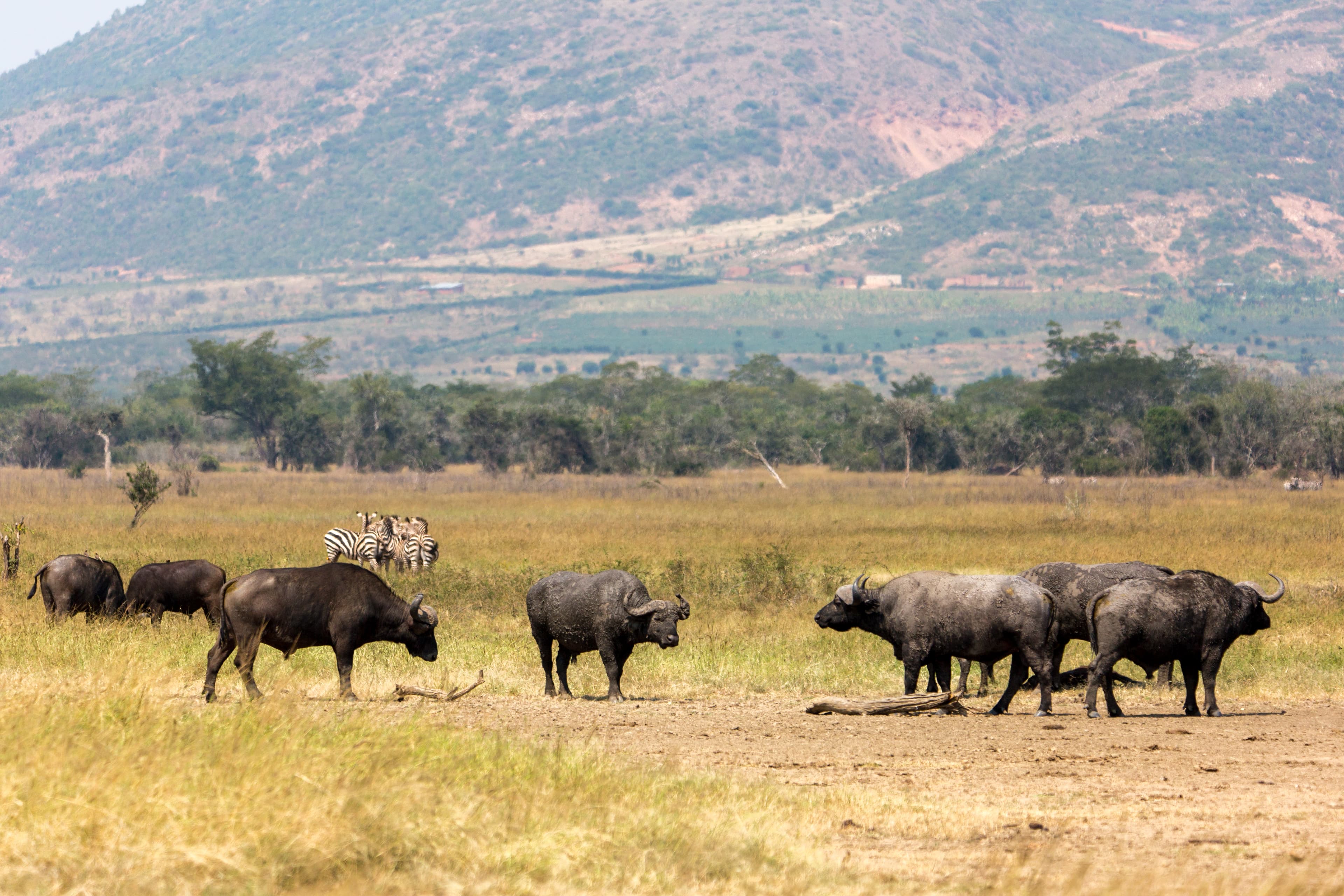 Rwanda Landscape