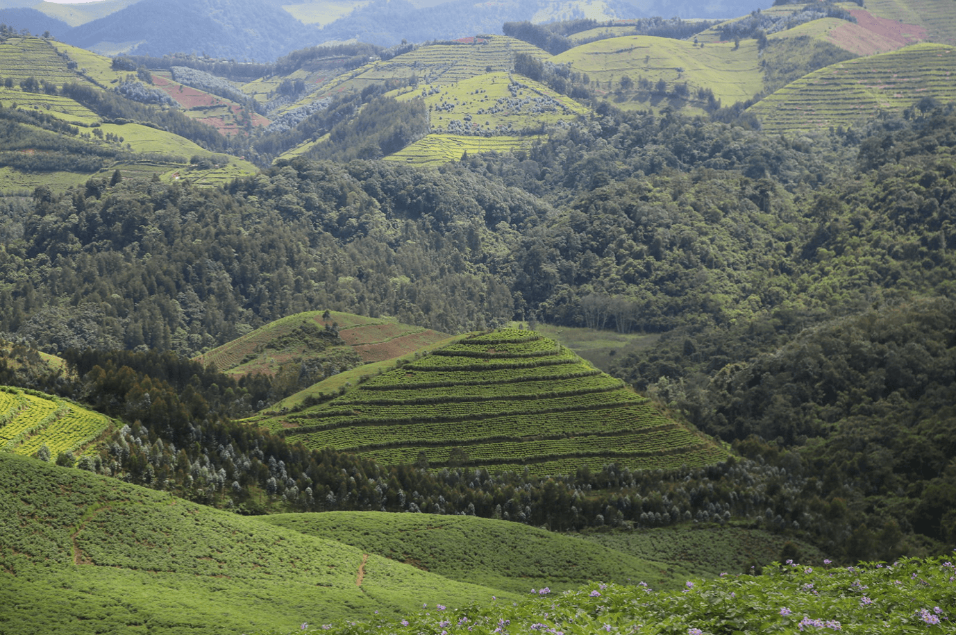 Rwanda Landscape